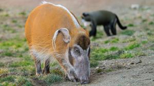 Štětkouni afričtí se ve společné expozici výborně sžili s kočkodany. Foto: Petr Hamerník, Zoo Praha