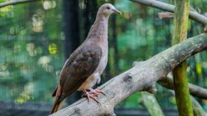 Mladý jedinec holuba růžového. Foto: Petr Hamerník, Zoo Praha