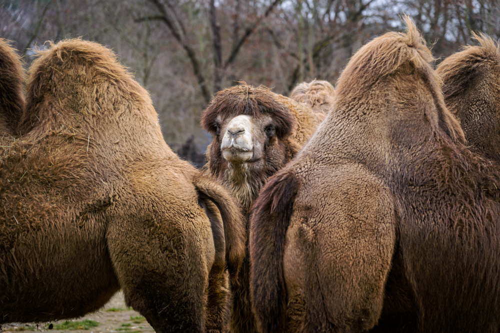 Foto: Petr Hamerník, Zoo Praha