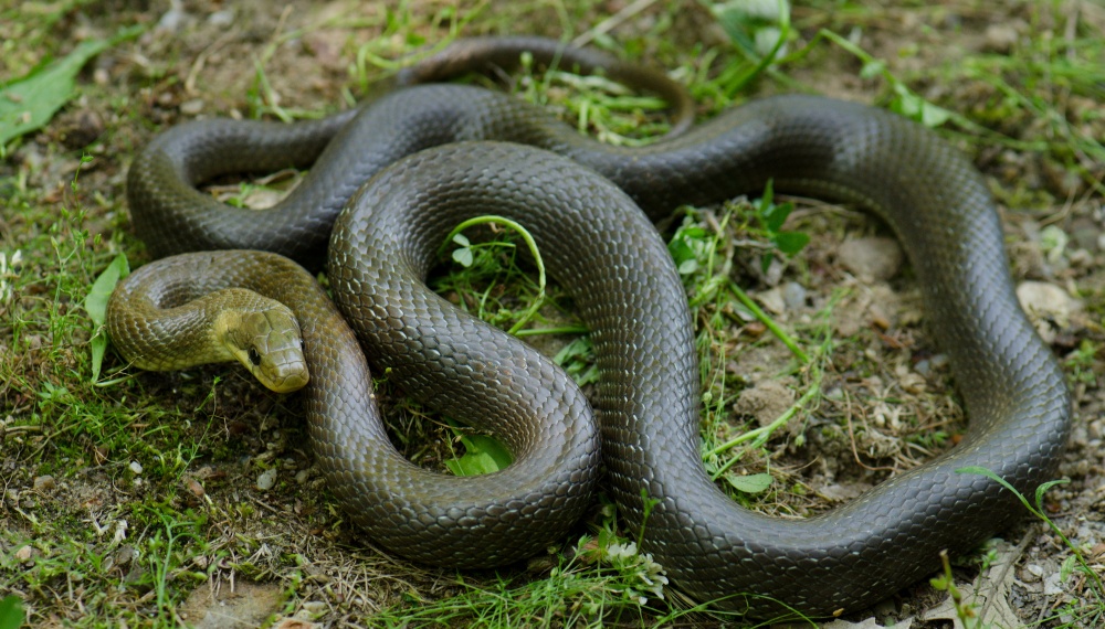 Užovka stromová, foto: Petr Velenský, Zoo Praha