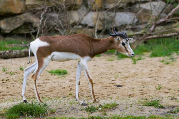 Gazela dama, foto: Petr Hamerník, Zoo Praha