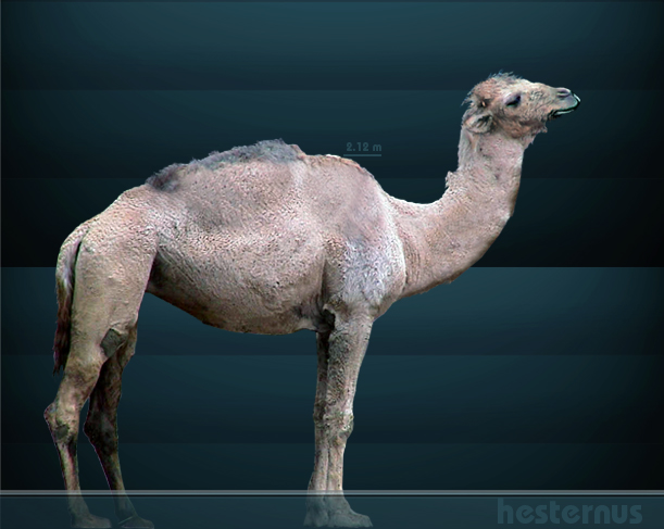 Camelops hesternus Sergiodlarosa, zdroj: wikipedie
