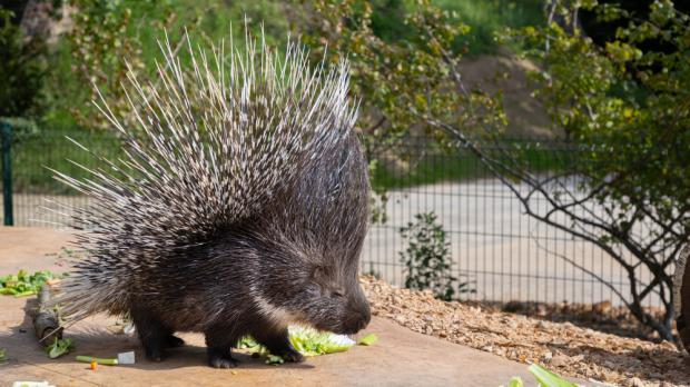 Dikobraz srstnatonosý, foto: Tereza Mrhálková, Zoo Praha