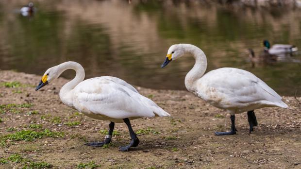 Foto: Petr Hamerník, Zoo Praha