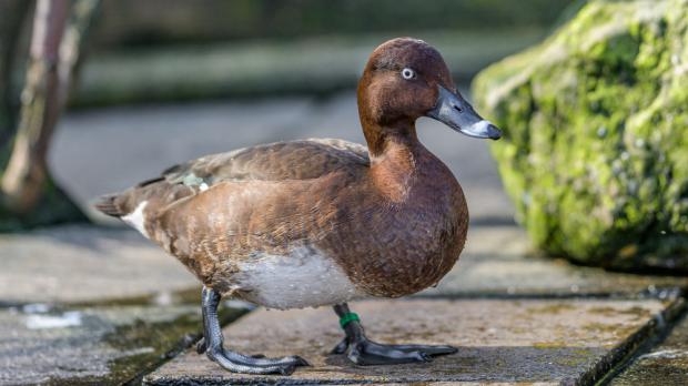 Polák hnědavý, foto: Petr Hamerník, Zoo Praha